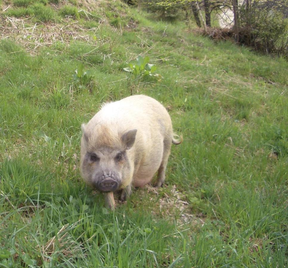 Ferienwohnung Bauernhof Obererlach Bramberg am Wildkogel Dış mekan fotoğraf